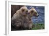 Grizzly Cubs with Mother by River-DLILLC-Framed Photographic Print