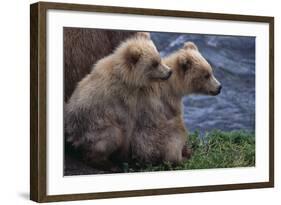 Grizzly Cubs with Mother by River-DLILLC-Framed Photographic Print