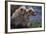 Grizzly Cubs with Mother by River-DLILLC-Framed Photographic Print