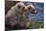 Grizzly Cubs with Mother by River-DLILLC-Mounted Photographic Print