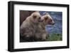 Grizzly Cubs with Mother by River-DLILLC-Framed Photographic Print