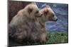 Grizzly Cubs with Mother by River-DLILLC-Mounted Photographic Print