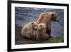 Grizzly Cubs with Mother by River-DLILLC-Framed Photographic Print