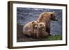 Grizzly Cubs with Mother by River-DLILLC-Framed Photographic Print