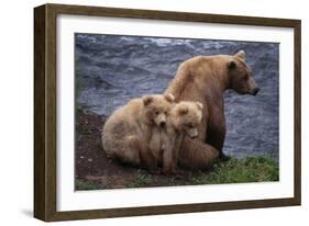 Grizzly Cubs with Mother by River-DLILLC-Framed Photographic Print