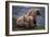 Grizzly Cubs with Mother by River-DLILLC-Framed Photographic Print