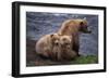 Grizzly Cubs with Mother by River-DLILLC-Framed Photographic Print