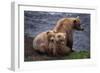 Grizzly Cubs with Mother by River-DLILLC-Framed Photographic Print