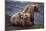 Grizzly Cubs with Mother by River-DLILLC-Mounted Photographic Print