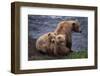 Grizzly Cubs with Mother by River-DLILLC-Framed Photographic Print