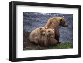 Grizzly Cubs with Mother by River-DLILLC-Framed Photographic Print