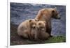 Grizzly Cubs with Mother by River-DLILLC-Framed Photographic Print