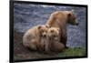 Grizzly Cubs with Mother by River-DLILLC-Framed Photographic Print