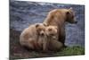 Grizzly Cubs with Mother by River-DLILLC-Mounted Photographic Print