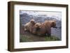 Grizzly Cubs with Mother by River-DLILLC-Framed Photographic Print