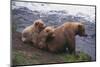 Grizzly Cubs with Mother by River-DLILLC-Mounted Photographic Print