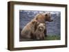 Grizzly Cubs with Mother by River-DLILLC-Framed Photographic Print