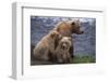 Grizzly Cubs with Mother by River-DLILLC-Framed Photographic Print