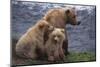 Grizzly Cubs with Mother by River-DLILLC-Mounted Photographic Print