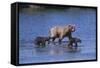 Grizzly Cubs with Mother in River-DLILLC-Framed Stretched Canvas