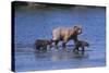 Grizzly Cubs with Mother in River-DLILLC-Stretched Canvas