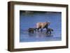 Grizzly Cubs with Mother in River-DLILLC-Framed Photographic Print