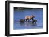 Grizzly Cubs with Mother in River-DLILLC-Framed Photographic Print