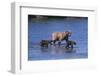 Grizzly Cubs with Mother in River-DLILLC-Framed Photographic Print