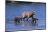 Grizzly Cubs with Mother in River-DLILLC-Mounted Photographic Print