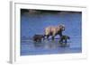 Grizzly Cubs with Mother in River-DLILLC-Framed Photographic Print