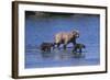 Grizzly Cubs with Mother in River-DLILLC-Framed Photographic Print