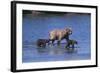 Grizzly Cubs with Mother in River-DLILLC-Framed Photographic Print