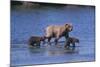 Grizzly Cubs with Mother in River-DLILLC-Mounted Photographic Print