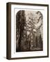 Grizzly Giant - 33 ft. diam. - Mariposa Grove, Yosemite, California, 1861-Carleton Watkins-Framed Art Print