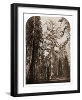 Grizzly Giant - 33 ft. diam. - Mariposa Grove, Yosemite, California, 1861-Carleton Watkins-Framed Art Print