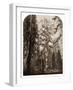 Grizzly Giant - 33 ft. diam. - Mariposa Grove, Yosemite, California, 1861-Carleton Watkins-Framed Art Print