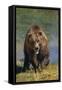 Grizzly Guarding Riverbank-DLILLC-Framed Stretched Canvas