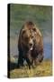 Grizzly Guarding Riverbank-DLILLC-Stretched Canvas