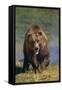 Grizzly Guarding Riverbank-DLILLC-Framed Stretched Canvas