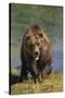 Grizzly Guarding Riverbank-DLILLC-Stretched Canvas