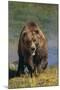 Grizzly Guarding Riverbank-DLILLC-Mounted Photographic Print