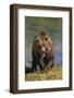 Grizzly Guarding Riverbank-DLILLC-Framed Photographic Print