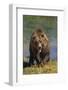 Grizzly Guarding Riverbank-DLILLC-Framed Photographic Print