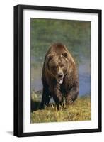 Grizzly Guarding Riverbank-DLILLC-Framed Photographic Print