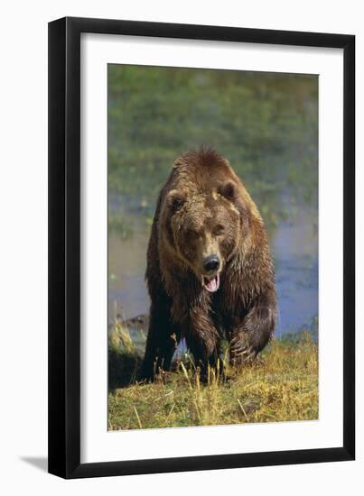 Grizzly Guarding Riverbank-DLILLC-Framed Photographic Print