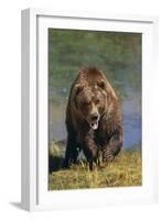 Grizzly Guarding Riverbank-DLILLC-Framed Photographic Print