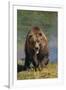 Grizzly Guarding Riverbank-DLILLC-Framed Photographic Print