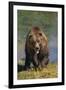 Grizzly Guarding Riverbank-DLILLC-Framed Photographic Print