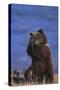 Grizzly Hiding behind Paws-DLILLC-Stretched Canvas