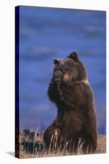 Grizzly Hiding behind Paws-DLILLC-Stretched Canvas